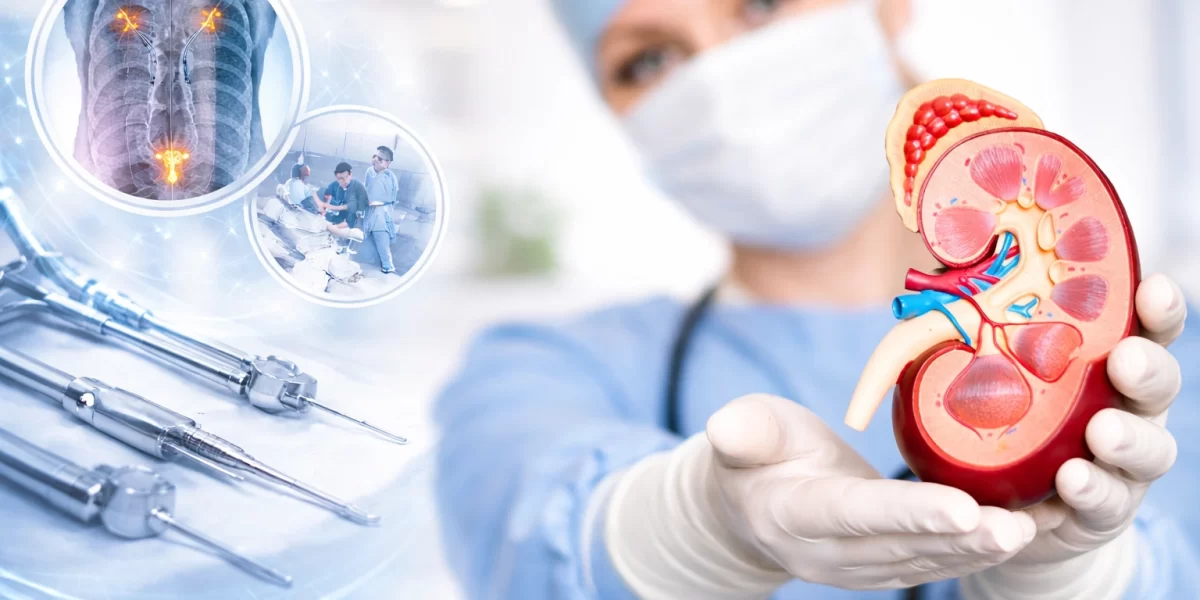 Urologist holding detailed kidney model