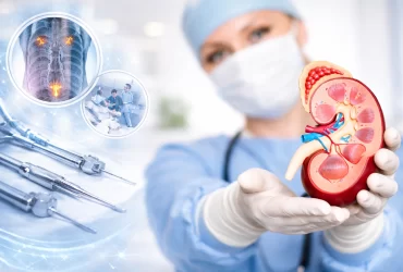 Urologist holding detailed kidney model